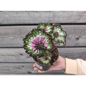 Begonia blad rex (Begónia rex) ´PURPLE BLUSH´ - kont. C1L, výška 10-15 cm 